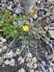 Oenothera wolfii