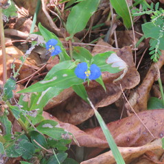 Commelina ensifolia