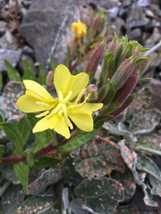 Oenothera wolfii