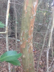 Crataegus marshallii