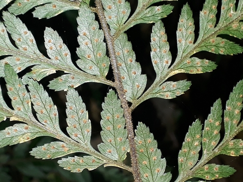 Image of Parapolystichum acuminatum by (c) Leon Perrie, some rights reserved (CC BY)