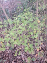 Crataegus marshallii