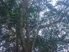Crataegus marshallii