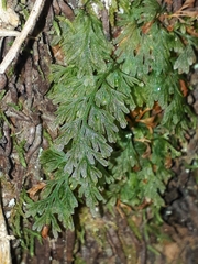 Abrodictyum caudatum