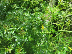 Chrysojasminum humile, photograph (c) Alice Shanks, some rights reserved (CC BY)