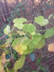 Passiflora lutea