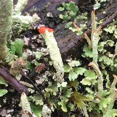 Cladonia transcendens