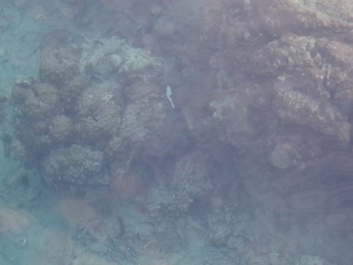 Arothron nigropunctatus