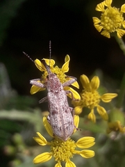 Isacantha
