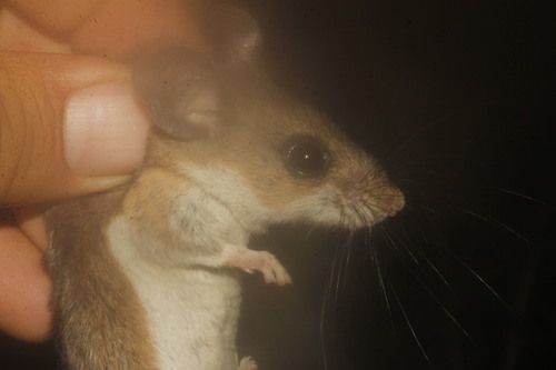 Yucatán Deermouse (Peromyscus yucatanicus)