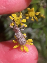 Isacantha