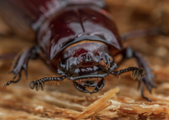 Aulacocyclus