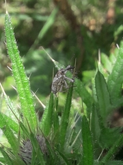 Isacantha