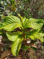 Palicourea rigida