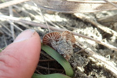 Paramarasmius mesosporus