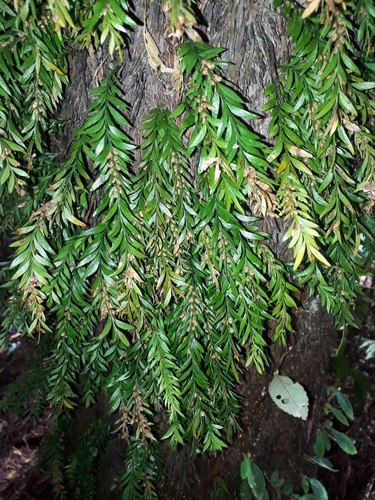 Image of Tmesipteris parva by (c) Leon Perrie, some rights reserved (CC BY)