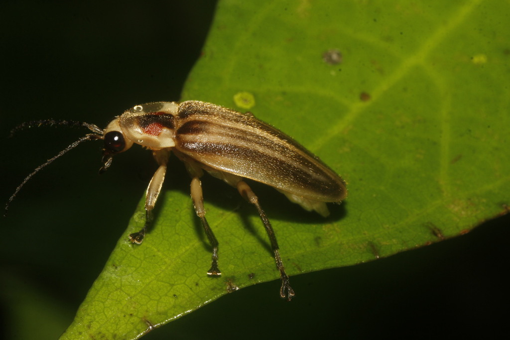 Photuris trivittata