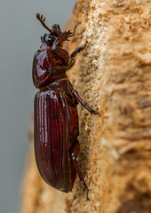 Aulacocyclus