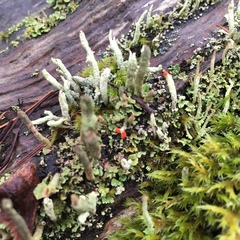 Cladonia transcendens