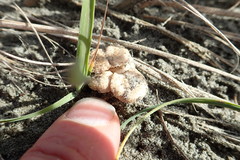 Paramarasmius mesosporus