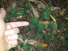 Dawsonia polytrichoides