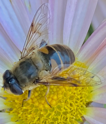 Unknown species found near Lyall St, Boston, MA, US