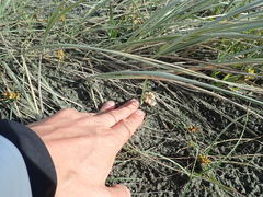 Paramarasmius mesosporus