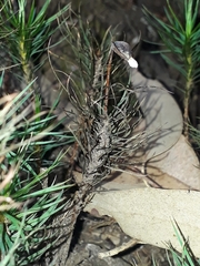 Dawsonia polytrichoides