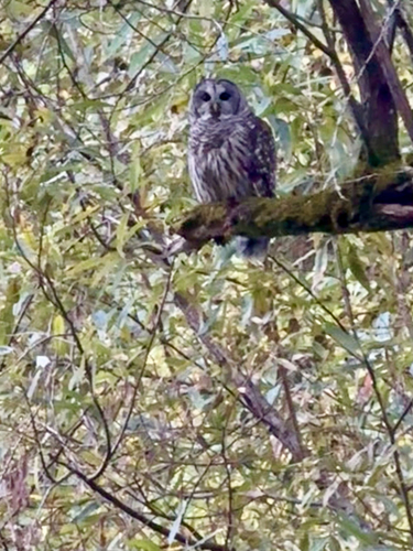 Barred Owl