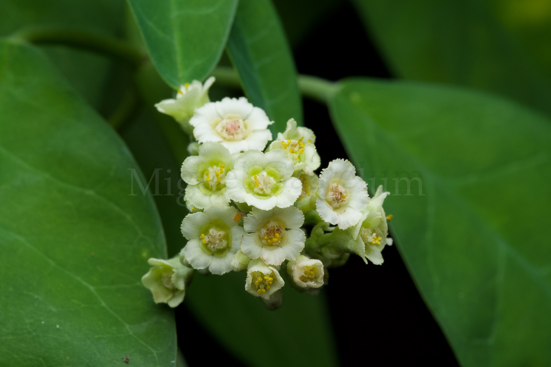Euphorbia colletioides