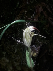 Pterostylis atrans