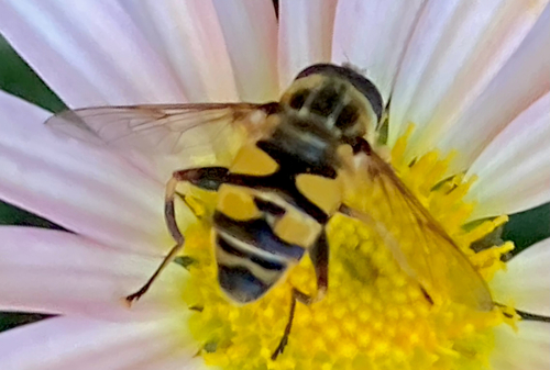Unknown species found near Lyall St, Boston, MA, US