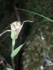 Pterostylis atrans