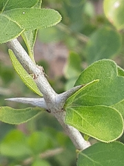 Randia obcordata