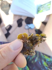 Zonaria aureomarginata