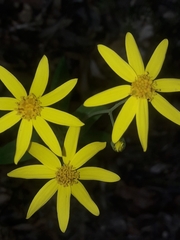 Senecio velleioides