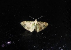 Chloroclystis sphragitis