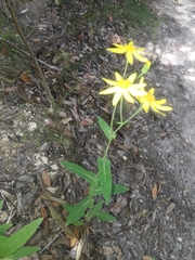 Senecio velleioides