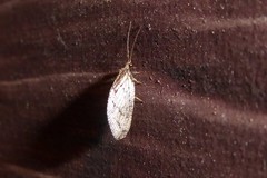 Wesmaelius subnebulosus