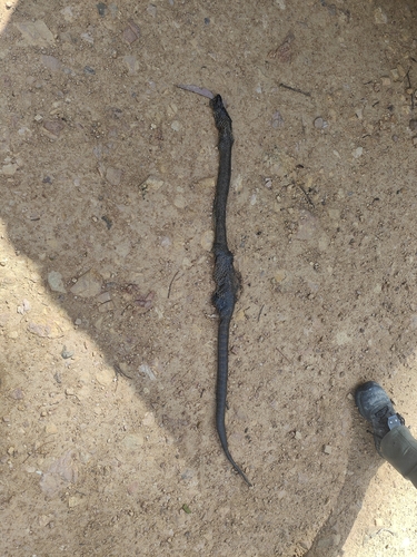 Tiger Snake sighting