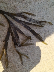 Dictyota kunthii