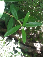 Pimelea drupacea