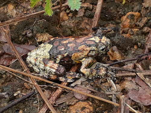 Marbled Treefrog