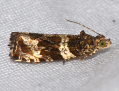 Olethreutes valdanum