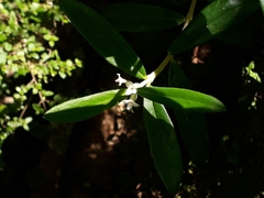 Pimelea drupacea