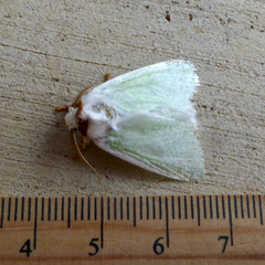 Comana collaris
