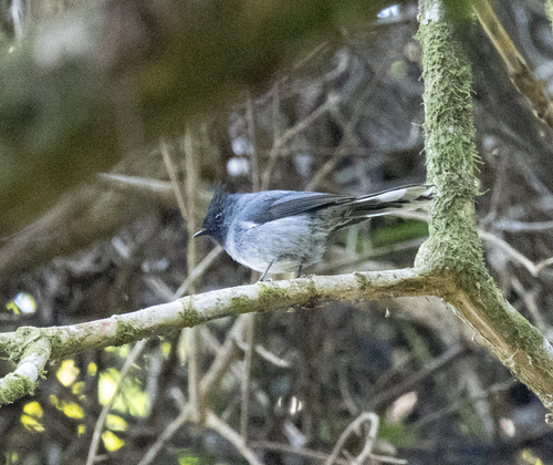 White-tailed Crested Flycatcher (Elminia albonotata), photo 8
