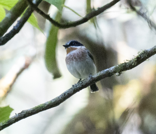 Dark Batis (Batis crypta), photo 2