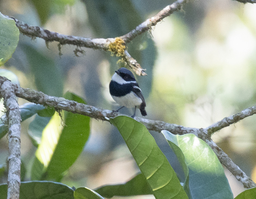 Dark Batis (Batis crypta)