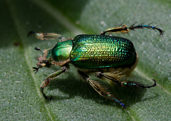 Diphucephala colaspidoides